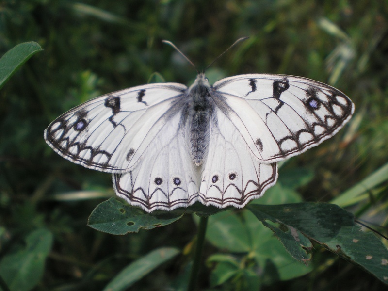 Melanargia arge